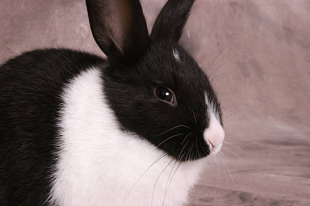 schwarze und weiße kaninchen - carney stock-fotos und bilder