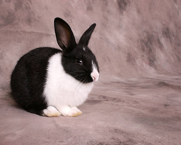 schwarze und weiße kaninchen - carney stock-fotos und bilder