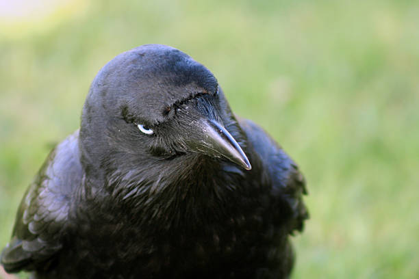 Evil eye - foto stock