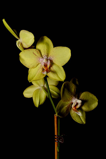 Yellow Orchid stock photo