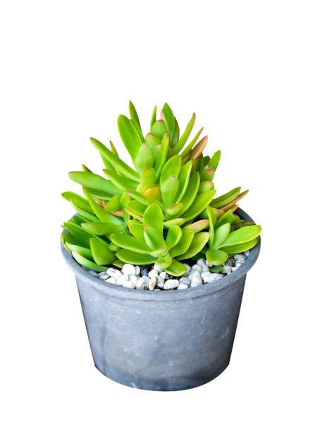 istock Cactus in pot isolated on white background 927440146