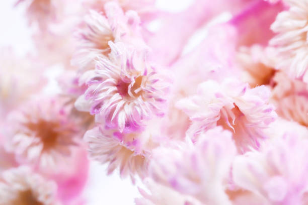 istock Close up Dry Tabebuia rosea pink background 927440402
