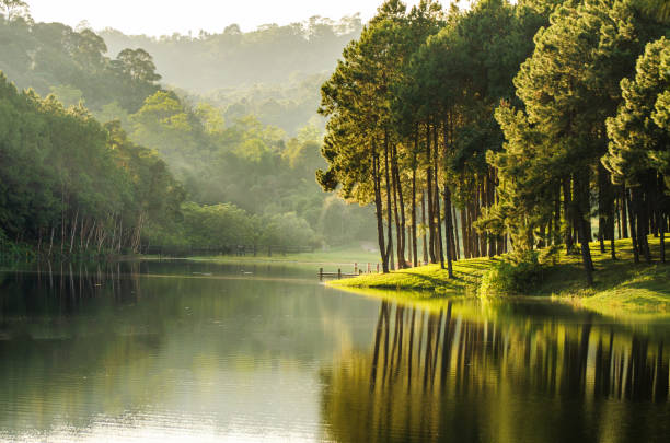 istock beautiful view reflection of pine forest in lake 927440648