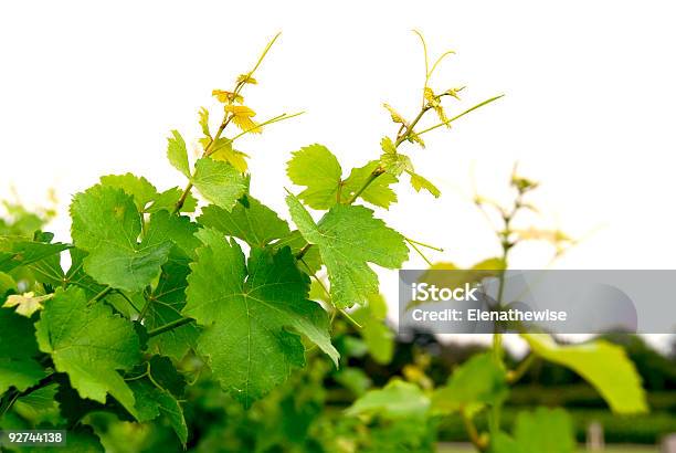 Foto de Vinhas e mais fotos de stock de Agricultura - Agricultura, Armação de Construção, Botânica - Assunto