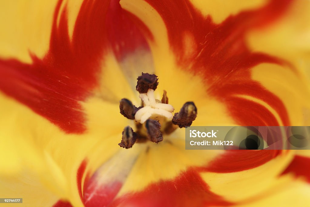 view in red-yellow striped tulip  Beauty Stock Photo