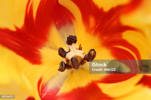 View In Redyellow Striped Tulip Stock Photo - Download Image Now - Beauty, Beauty In Nature, Blossom