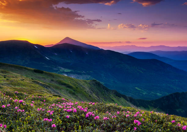 istock Magic pink rhododendron flowers on summer mountain. 927443220