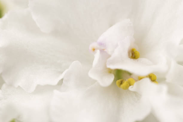 istock African Violets Senpolia 927443556