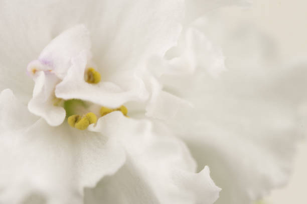 istock African Violets Senpolia 927443570