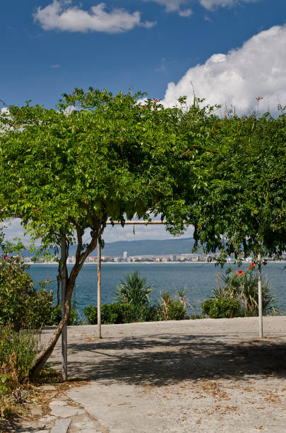 istock Sunny Beach Park with green plants in Nesebar 927444010
