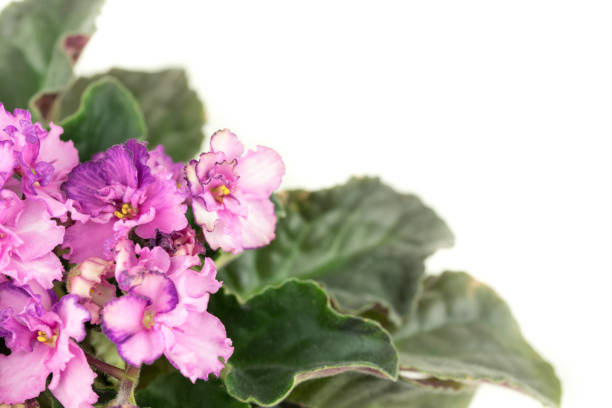 istock African Violets Senpolia 927444160