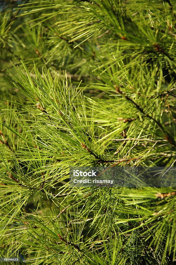 Pine Needles, Dubrovnik, Croacia. - Foto de stock de Aguja - Parte de planta libre de derechos