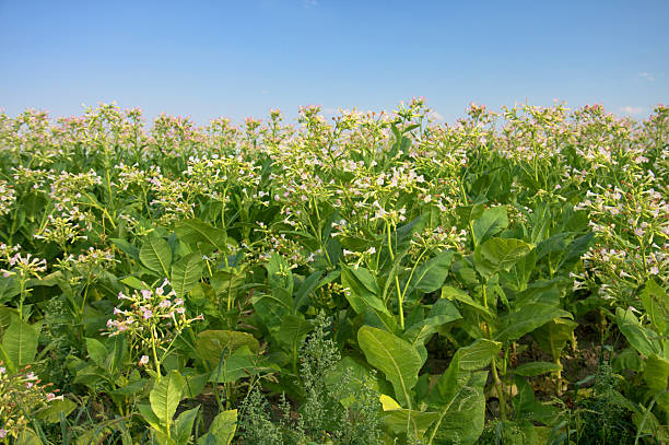 Tabaco de planta - foto de stock