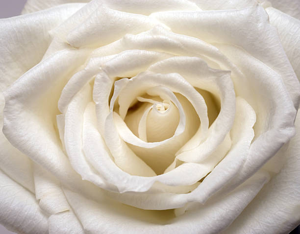 White Rose, Rosa Rosaceae, Detail stock photo