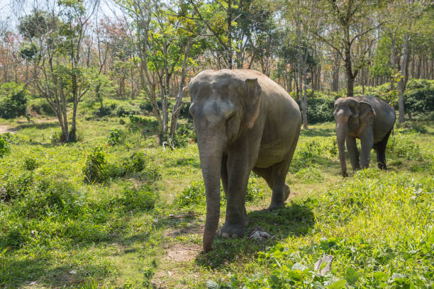 genießen ihren ruhestand in einem rettungs-heiligtum elefant - strand patong stock-fotos und bilder
