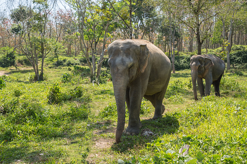 Elephant enjoying retirement in a rescue sanctuary