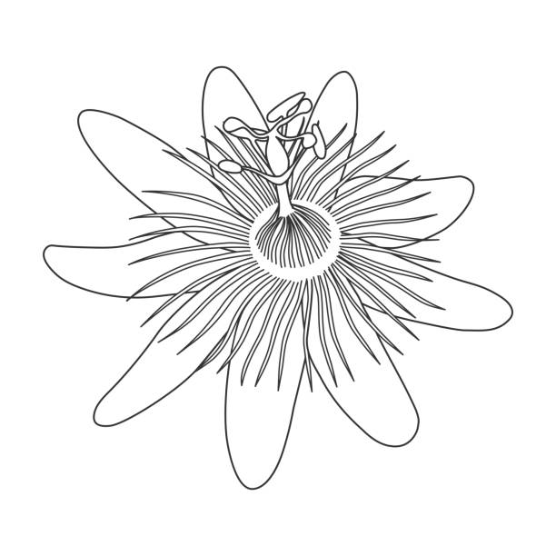 Isolated hand drawn black outline monochrome flower of passionflower,passiflora on white background. Print of curve lines. Page of coloring book. Isolated hand drawn black outline monochrome flower of passionflower,passiflora on white background. Print of curve lines. Page of coloring book passion flower stock illustrations