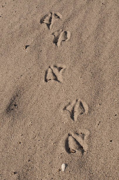 istock Footsteps of bird on grey sand 92744743