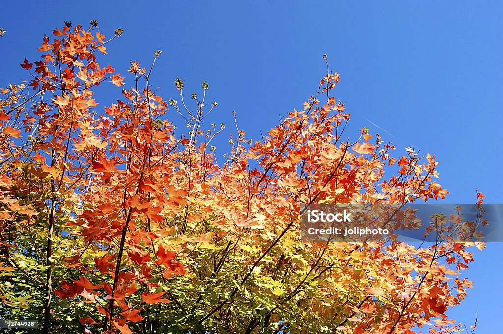 Arco-íris outono folhas - Royalty-free Ao Ar Livre Foto de stock