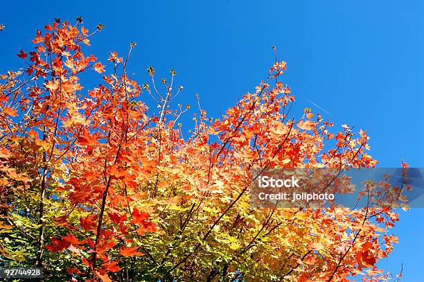 Arcoíris Outono Folhas - Fotografias de stock e mais imagens de Ao Ar Livre - Ao Ar Livre, Apodrecer, Azul