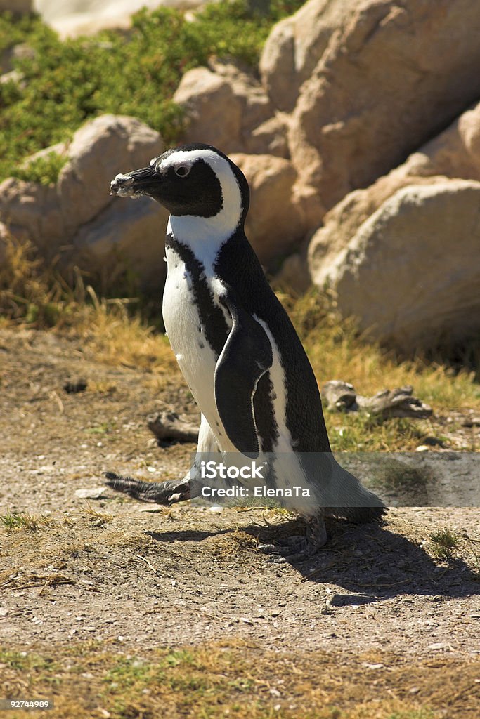 Manchot du Cap (Demersus Spheniscus - Photo de Activité physique libre de droits