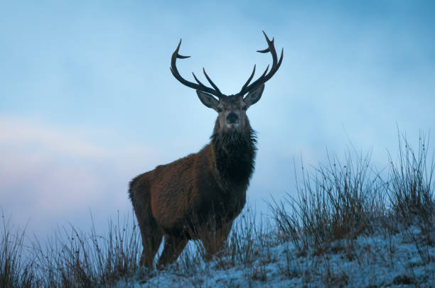 istock Monarch of the Glen 927451674