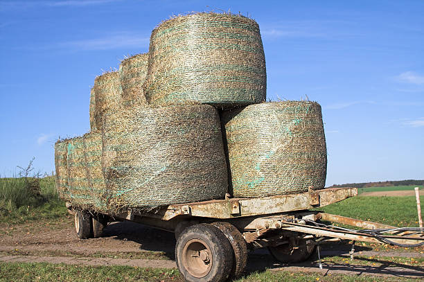 istock Bringing hay in for the winter 92745223