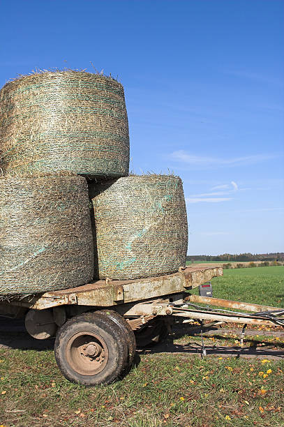 istock Bringing hay in for the winter 92745227