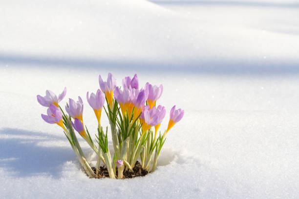 istock Purple crocuses growing through the snow in early spring 927453992