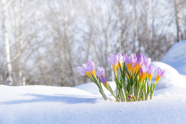 istock Purple crocuses growing through the snow in early spring 927454162