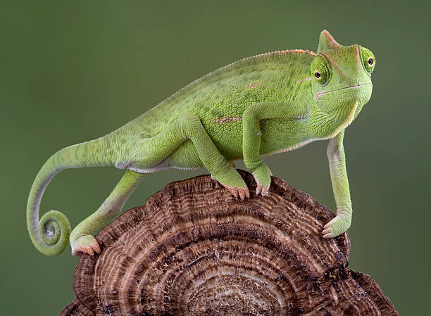 istock Chameleon walking over fungus 92745433