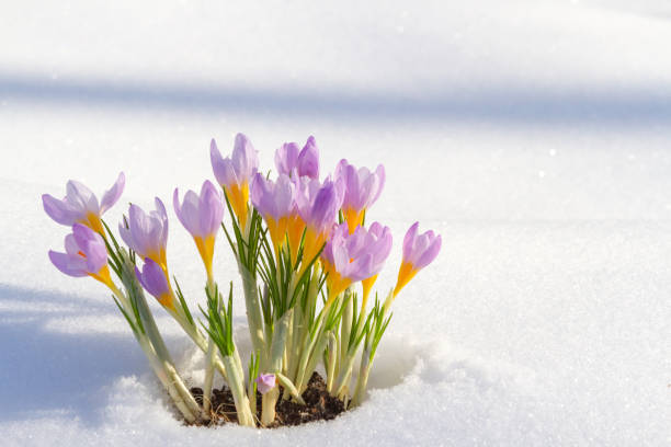istock Purple crocuses growing through the snow in early spring 927454526