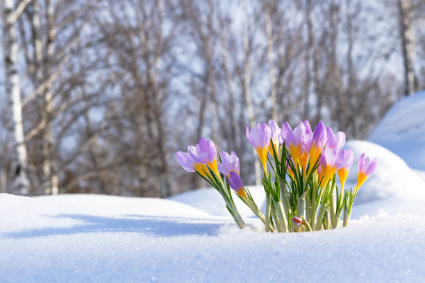 istock Purple crocuses growing through the snow in early spring 927454542