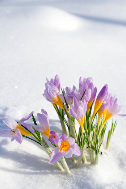 istock Purple crocuses growing through the snow in early spring 927454556