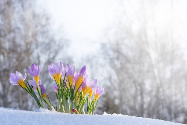 istock Purple crocuses growing through the snow in early spring 927454572