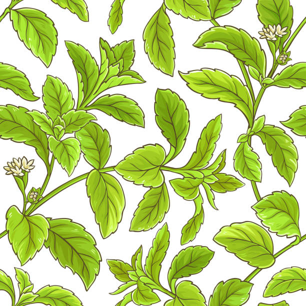 ilustrações, clipart, desenhos animados e ícones de padrão de vetor de ramo de estévia - vector branch leaf affectionate