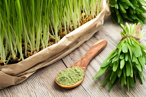 Freshly grown young barley grass with green barley grass powder on a spoon