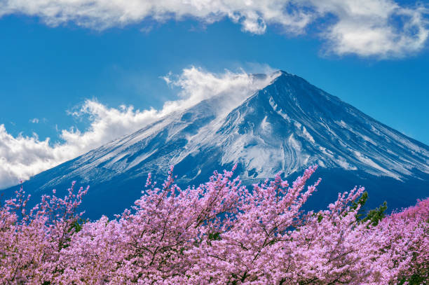 istock Fuji mountain and cherry blossoms in spring, Japan. 927456030
