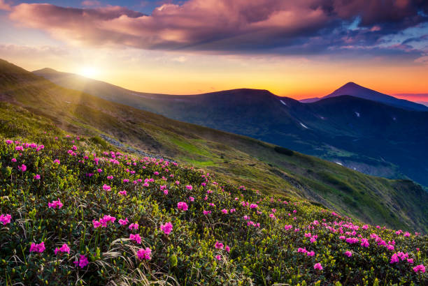 Mountain Landscape 照片檔及更多山照片- 山, 花, 日落- iStock