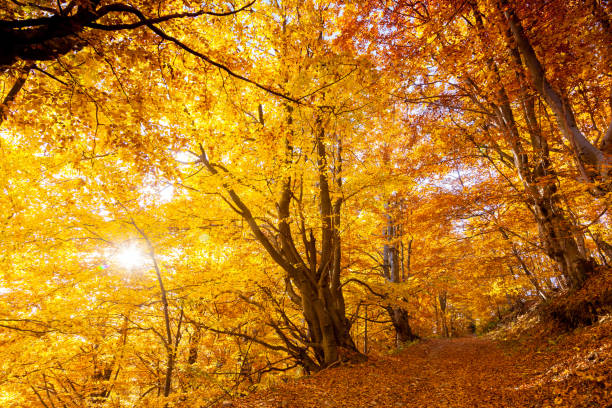 istock Majestic morning mountain landscape with colorful forest. 927456978