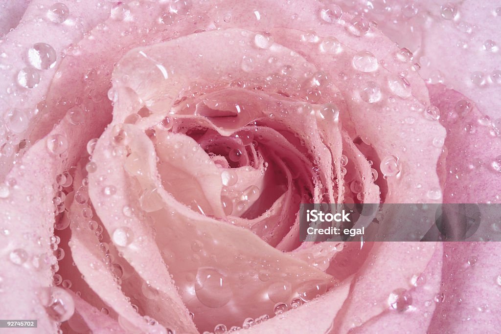 Rosa Rosa com gotas - Royalty-free Amor Foto de stock