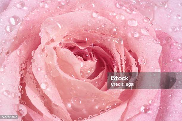 Rosa Rosa Com Gotas - Fotografias de stock e mais imagens de Amor - Amor, Aniversário, Beleza