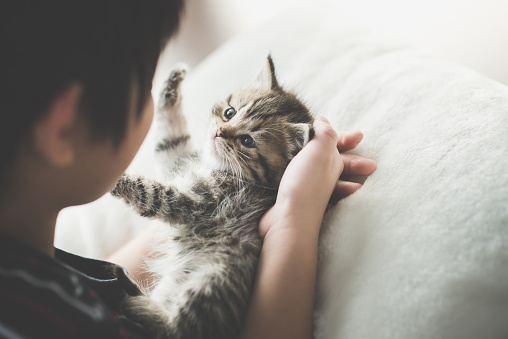 Cute asian child playing with short hair kitten