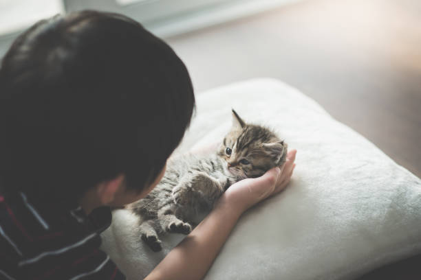 Cute asian child playing with short hair kitten