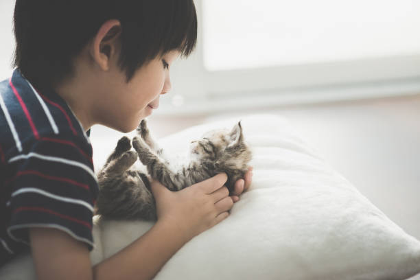 Cute asian child playing with short hair kitten