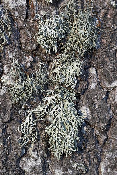 Bark moss, beard stock photo