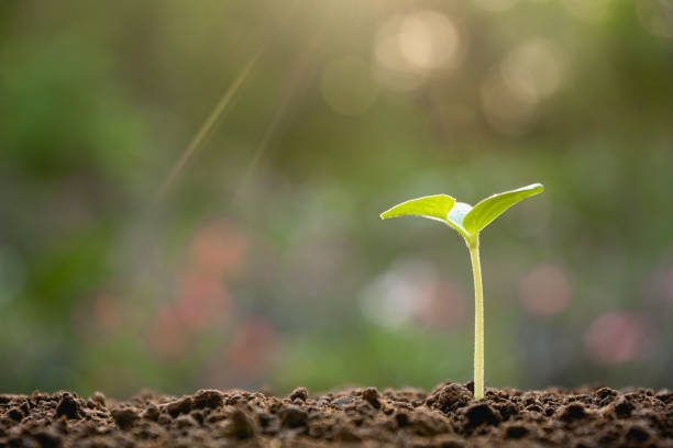 istock Green young plant growing in soil on nature background 927460938