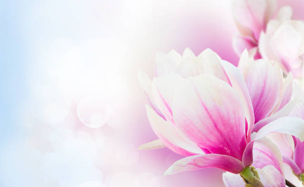 istock Blossoming pink magnolia Flowers 927461138
