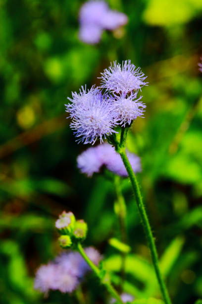 istock Purple Flower - Tropic Ageratum 927464130