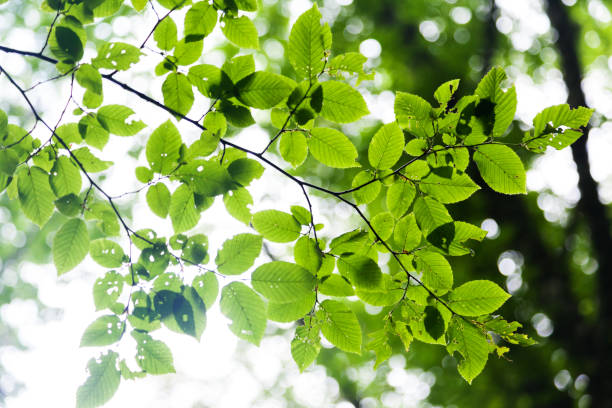 istock Bright green leaves on the branches in the forest. 927467024